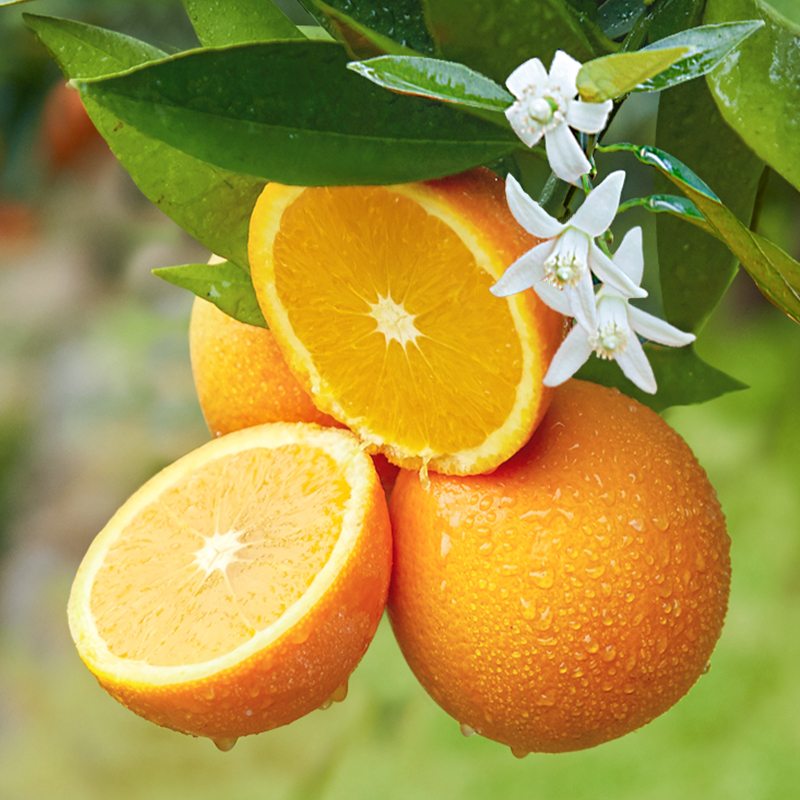 手剥伦晚春橙，一口爆汁的甜蜜挑战！