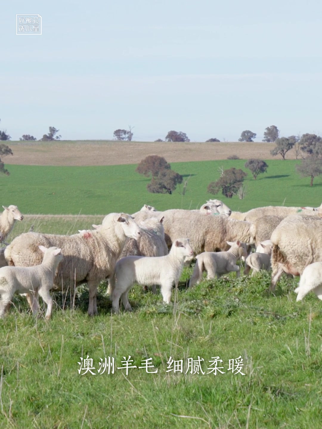 睡在云朵上的羊群：水星家纺澳洲羊毛被的奇幻体验