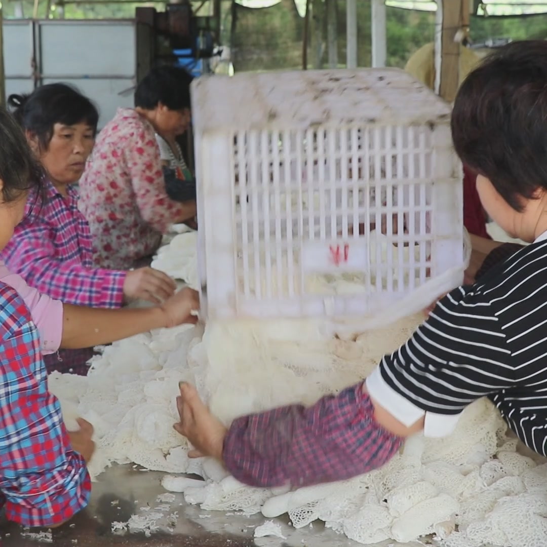 无熏硫竹荪初体验：一口咬下，仿佛听见了菌菇的内心独白