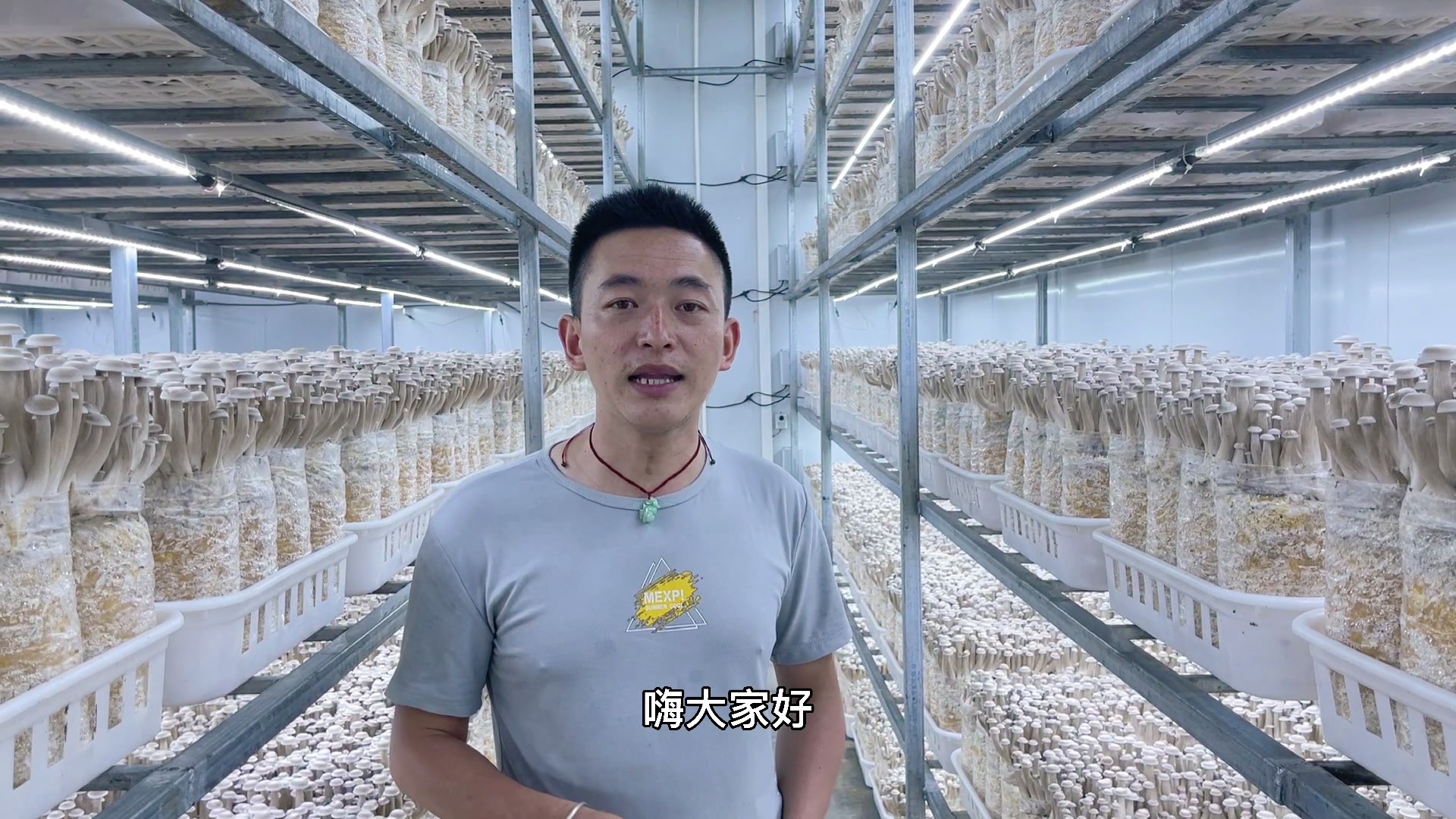 拾誉鹿茸菇干货，古田菌菇界的“小鲜肉”，煲汤炒菜都绝了！