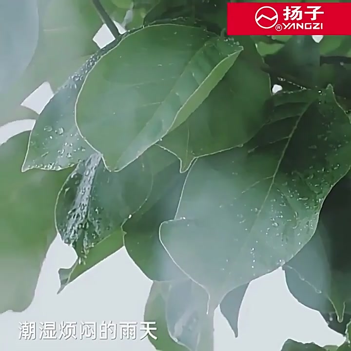 扬子烘鞋器：南方回南天的救星，我的鞋柜终于有救了！