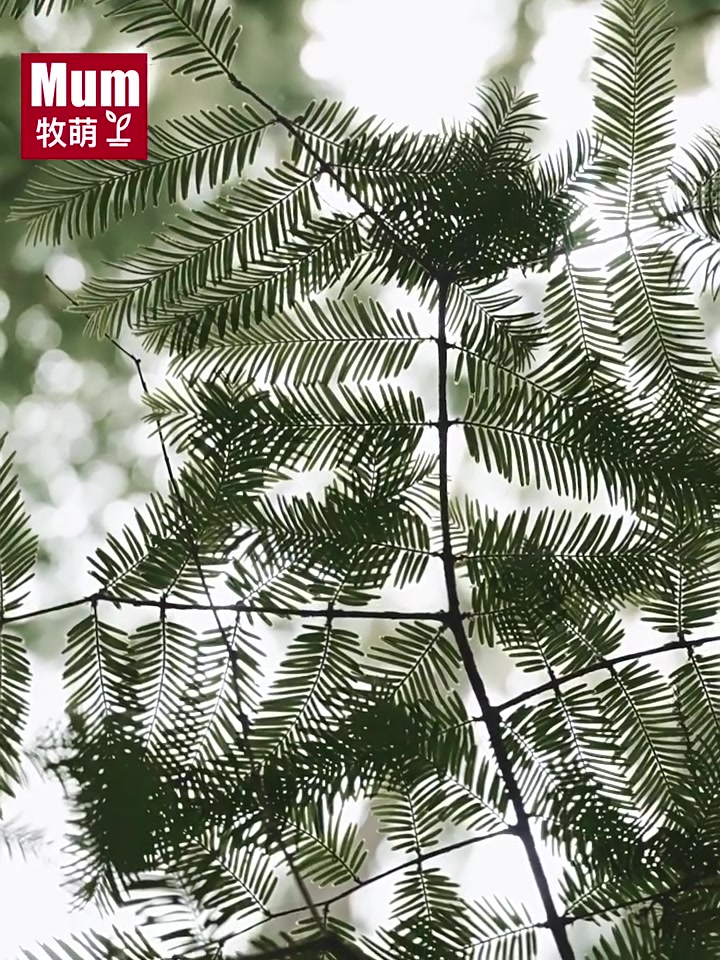 牧萌新款儿童雨衣实测：暴雨天也能让孩子秒变“行走的晴天娃娃”