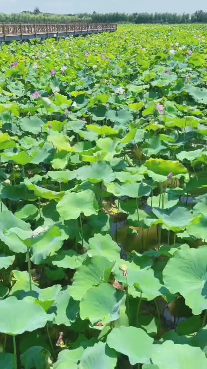 洪湖有机荷叶茶测评！48.8元50g值不值？