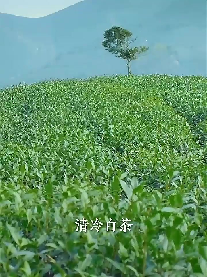 谜草集山茶花香氛洗发水：买一送一，2400ML的香氛盛宴，到底值不值？