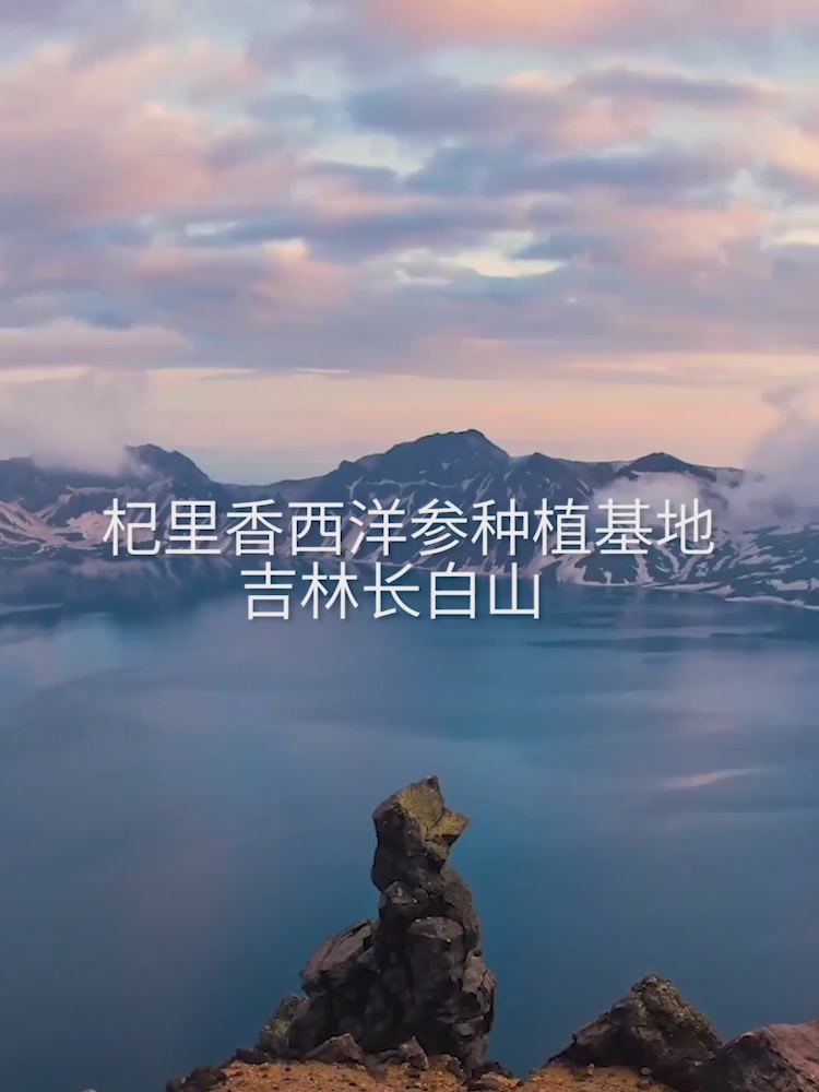 杞里香西洋参切片体验：自律养生党的新宠，但别指望它能续命