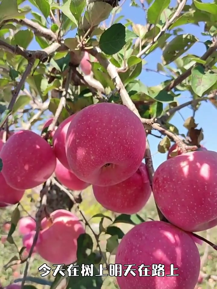 山东烟台红富士苹果，79元一箱值不值？真实开箱测评来了！