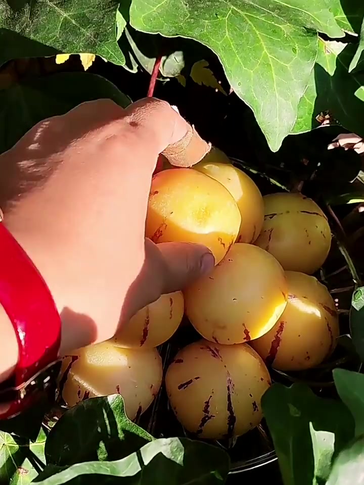 云南石林人参果圆果:树上熟黄肉,一口咬下就是秋天的味道!