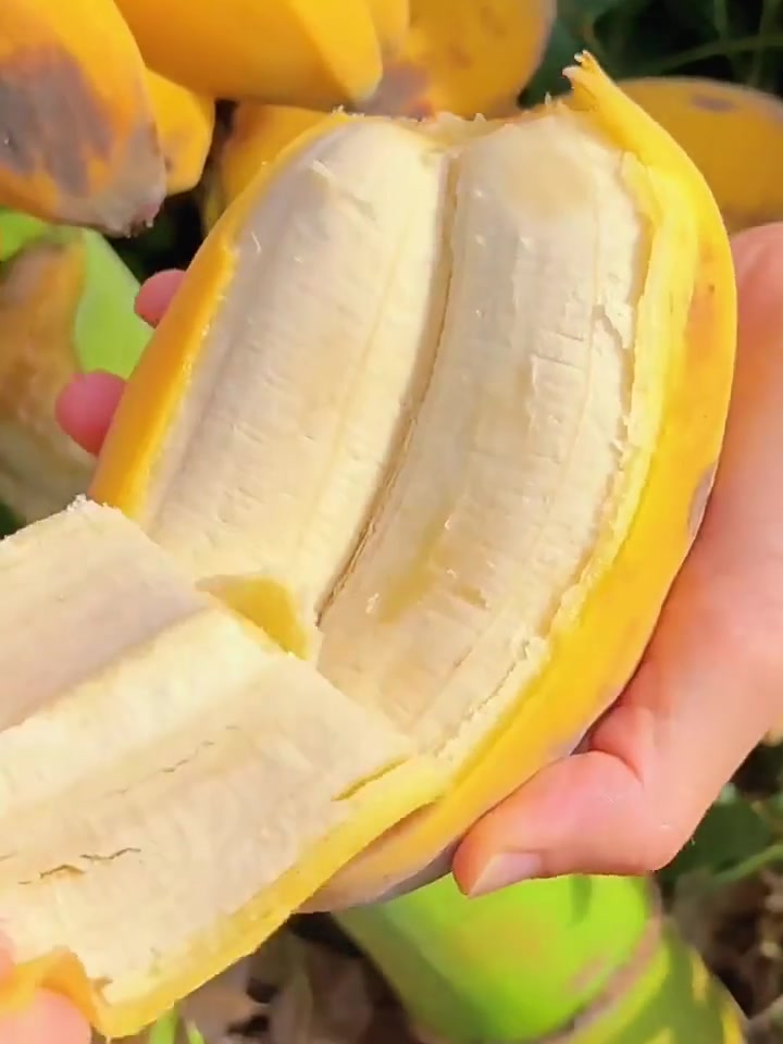 🍌田野的秘密苹果蕉，自然熟才够味！