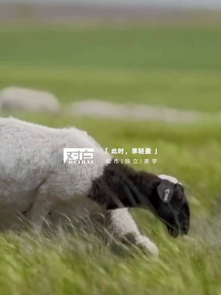 对白气质短款毛呢外套：2749元值不值？我的真实体验分享