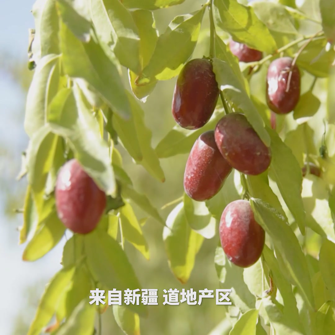 新疆灰枣500g，我的养生新宠！