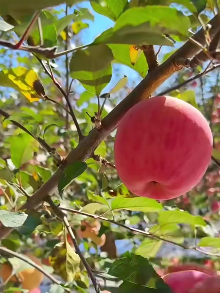 陕西红富士，脆甜多汁，这个冬天就靠它了！