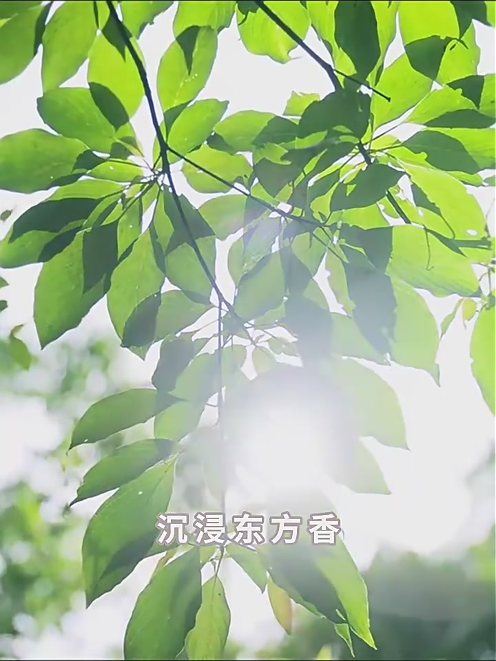 6543826、拉芳 控油蓬松洗发露500g