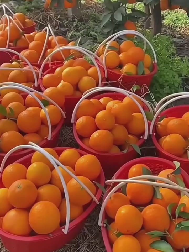 广西沃柑初体验：甜蜜暴击还是智商税？