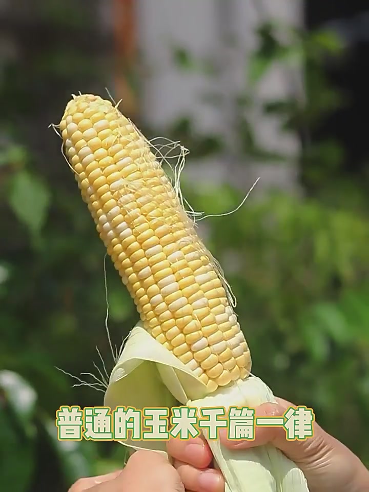 闽台金银水果玉米：一口咬下，甜到心坎里的宝藏玉米！