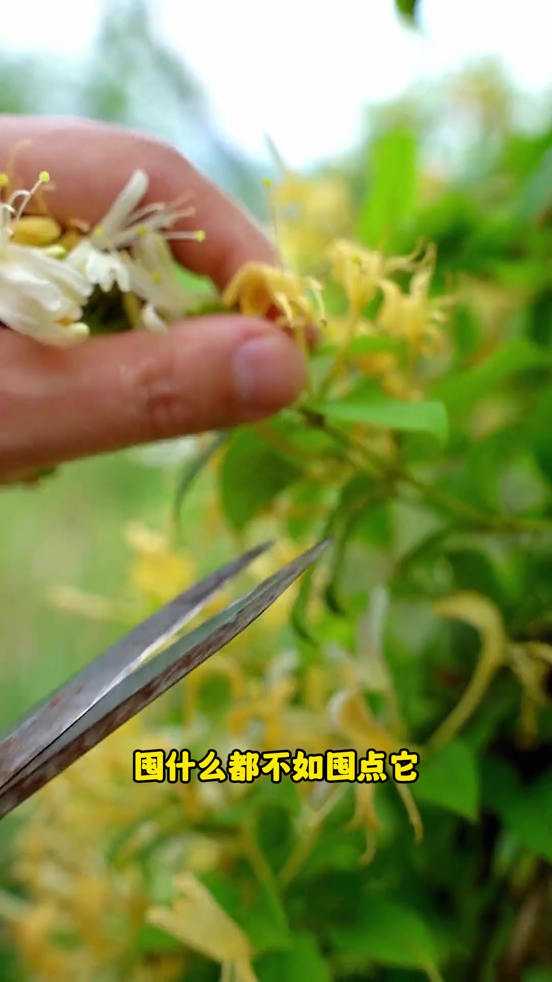 金银花茶新体验：2025新茶，一杯清凉的夏日救星